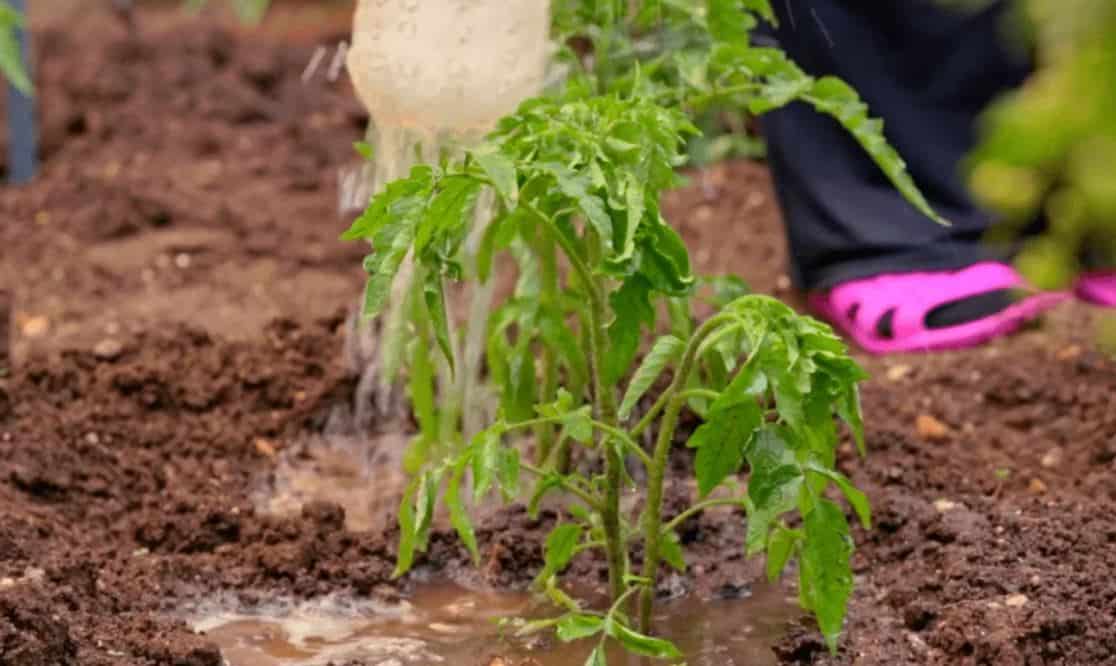 تصویر 4 از کود مرغی اگری پیرون متعادل ساز بستر کشت